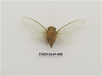 藏品(薄翅蟬)的圖片